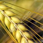 Семена ячменя Вакула РС1