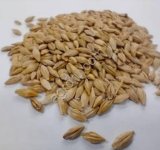 ЯЧМЕНЬ ВЫСОКОГО КАЧЕСТВА