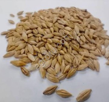 ЯЧМЕНЬ ВЫСОКОГО КАЧЕСТВА