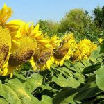 Семена подсолнечника сорт Казачий РС1