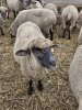 Продаются черноголовые овцы Калининградской селекции