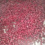Вишня замороженная с косточкой