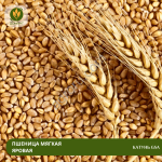 Семена пшеницы Катунь GSA (Рс1)