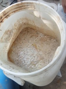 Смола Асафетиды Ferula assa-foetida.