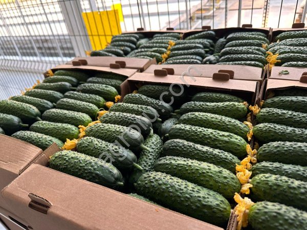 Огурец тепличный колючий короткоплодный Бъёрн