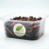 Червь Дендробена (Dendrobaena) оптом от производителя