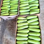 кабачки оптом