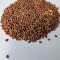 Редька масличная