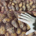 Картофель оптом