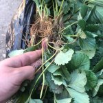 Саженцы Клубники