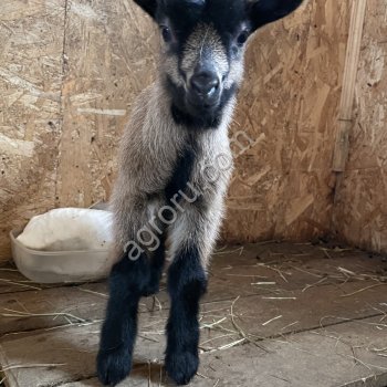 Разместить объявление о продаже коз и коз в Московской области