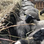 Бараны/ягнята