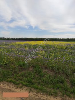 Земельные участки в Ростовской области и земельный участок на территории Ростова-на-Дону
