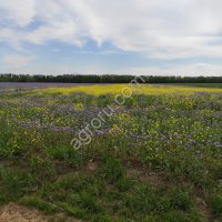 земельные наделы с\х назначения