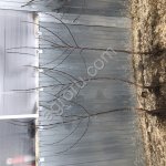 Саженцы яблони подвой М9