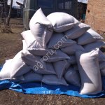 Семечка конопли технической сорт Гляна для посева