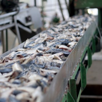 Краткий обзор рыбной отрасли
