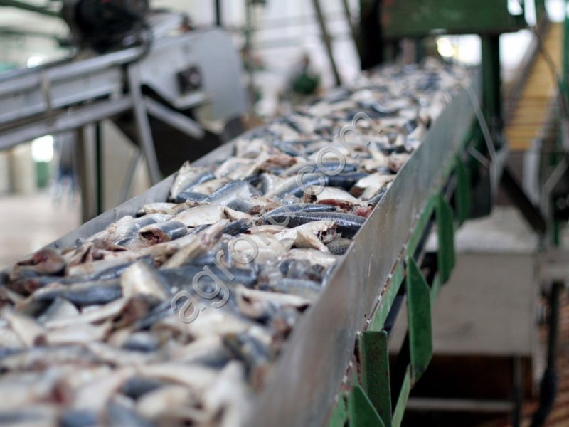 Краткий обзор рыбной отрасли