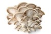 Вешенки грибы свежие оптом и в розницу