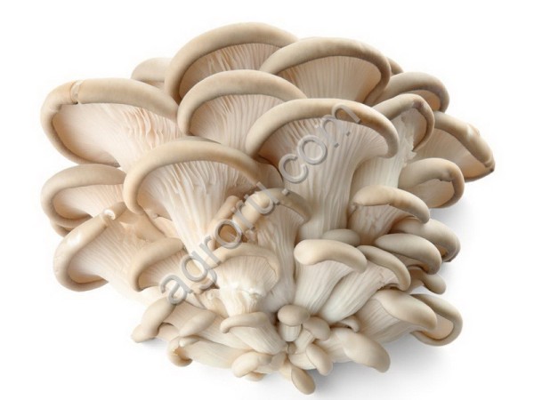Вешенки грибы свежие оптом и в розницу