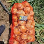 Лук репчатый