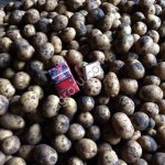 Картофель оптом 5+ от производителя