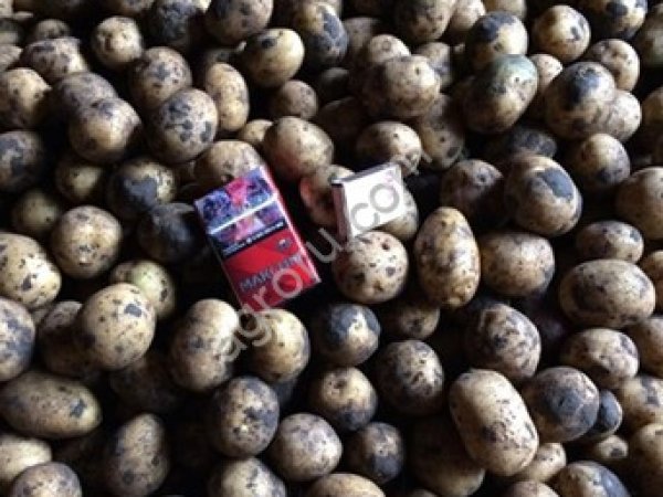 Картофель оптом 5+ от производителя