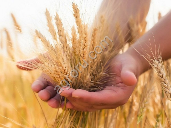 семена пшеницы