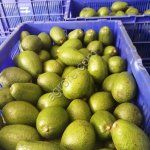 Авокадо HAAS/FUERTE