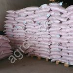 Гибриды семян кукурузы Краснодарский 291 АМВ F1 ФАО 290