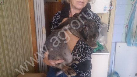 Кролики мясные