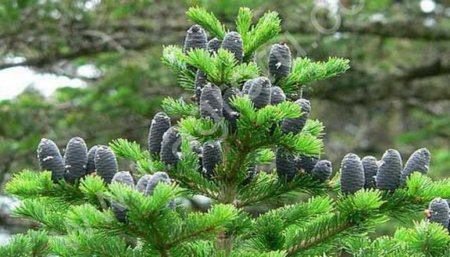 пихтовое масло