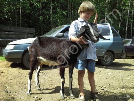 Племенные козы