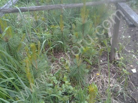 Саженцы голубой ели, кедра, пихты.