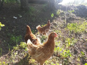 КУРЫ НЕСУШКИ утки,гуси,индюки бройлеры