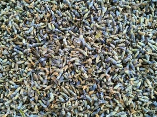 Лаванда - цвет (россыпь)