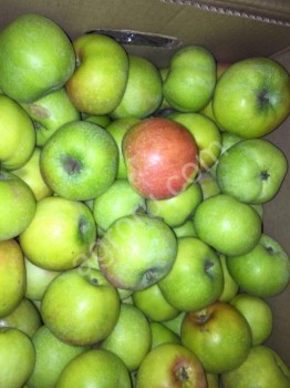 <span>яблоки</span> оптом напрямую от производителя