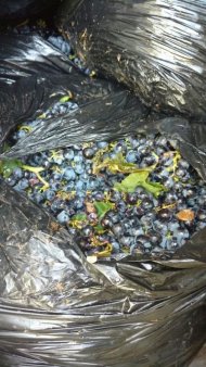 Виноград технический