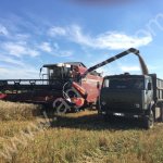 пшеница озимая !