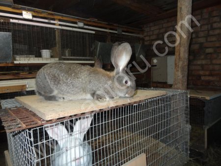 кроликов крупной мясной породы фландр