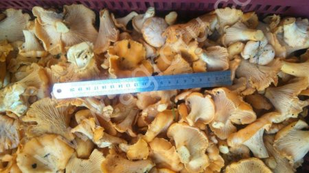 Гриб оптом (лисичка и другие виды)