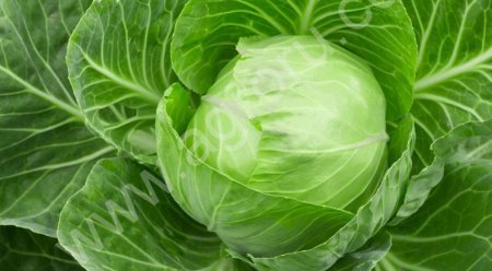 Капуста оптом