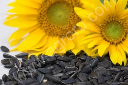 Семечка масличная
