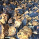 Чага березовая