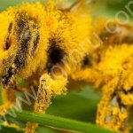 Пчелопакеты