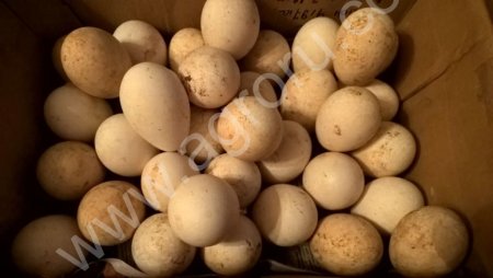 инкубационное яйцо гусей