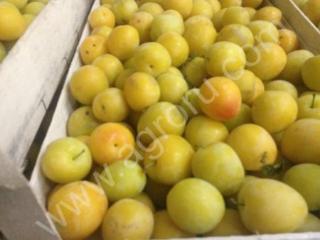 Слива Алыча Глобус Кабардинка 2016