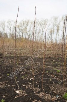 Саженцы яблони и груши. Однолетка.