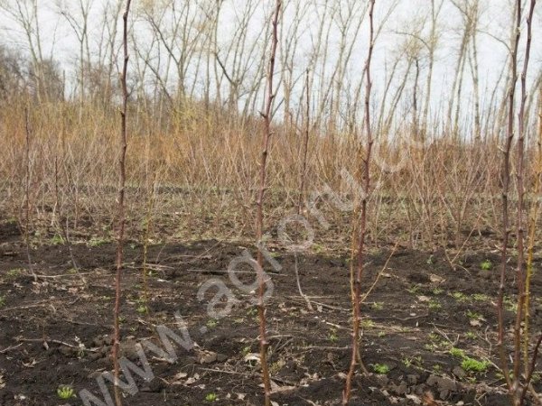 Саженцы яблони и груши. Однолетка.