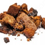 Чага березовая